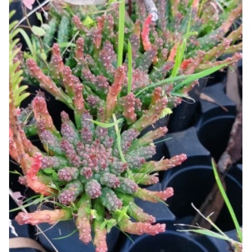 Euphorbia Medusa's Head 1 Plants Hardy succulents flanaganii succulents